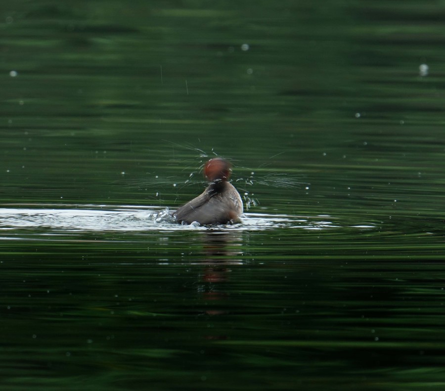 A7RM3: FE 200-600mm F5.6-6.3 +SEL20TCྵץ[С) Ϸˮ