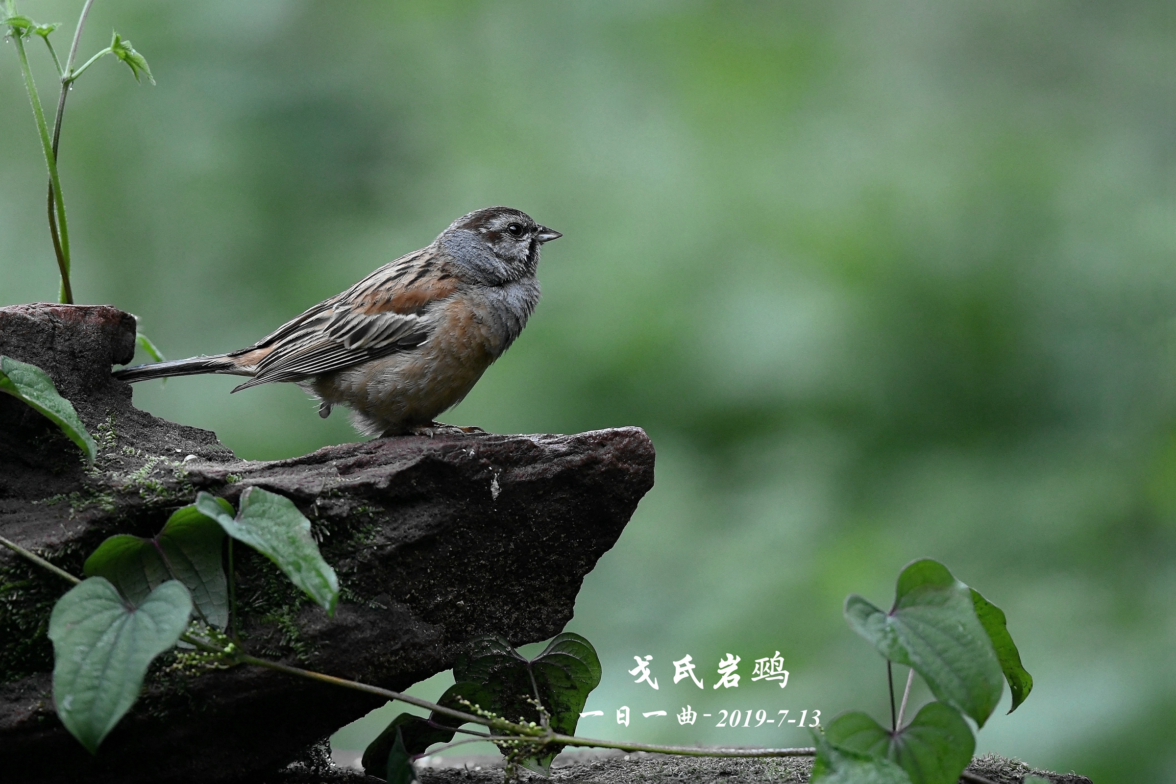 鸟—首拍【戈氏岩鹀】