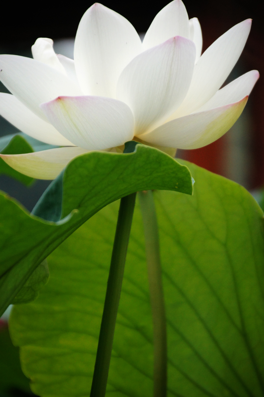 清水芙蓉花图片大全图片