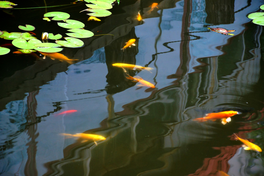 《一天到晚游泳的鱼儿》 (共 9 p)