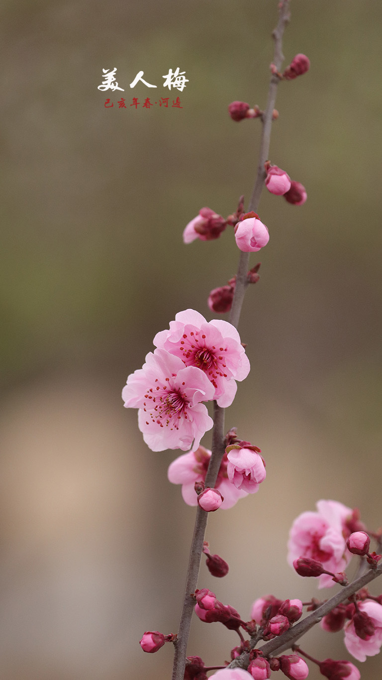 春节春花图片大全图片