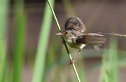 鹪莺 - 芦苇丛中的小鸟