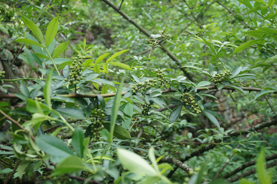 云南满泽花椒/昭通炎山麻椒产地图片