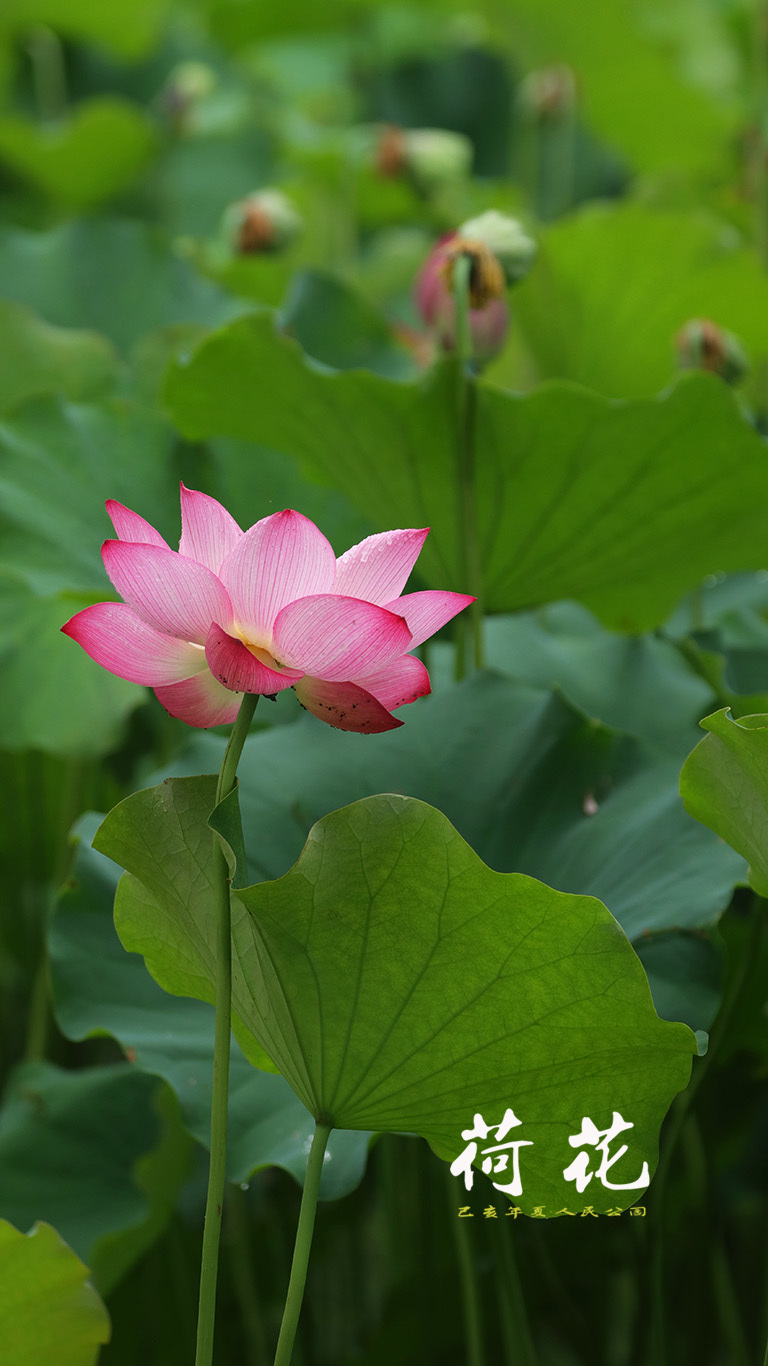 【公園荷花-11攝影圖片】生態攝影_太平洋電腦網攝影部落