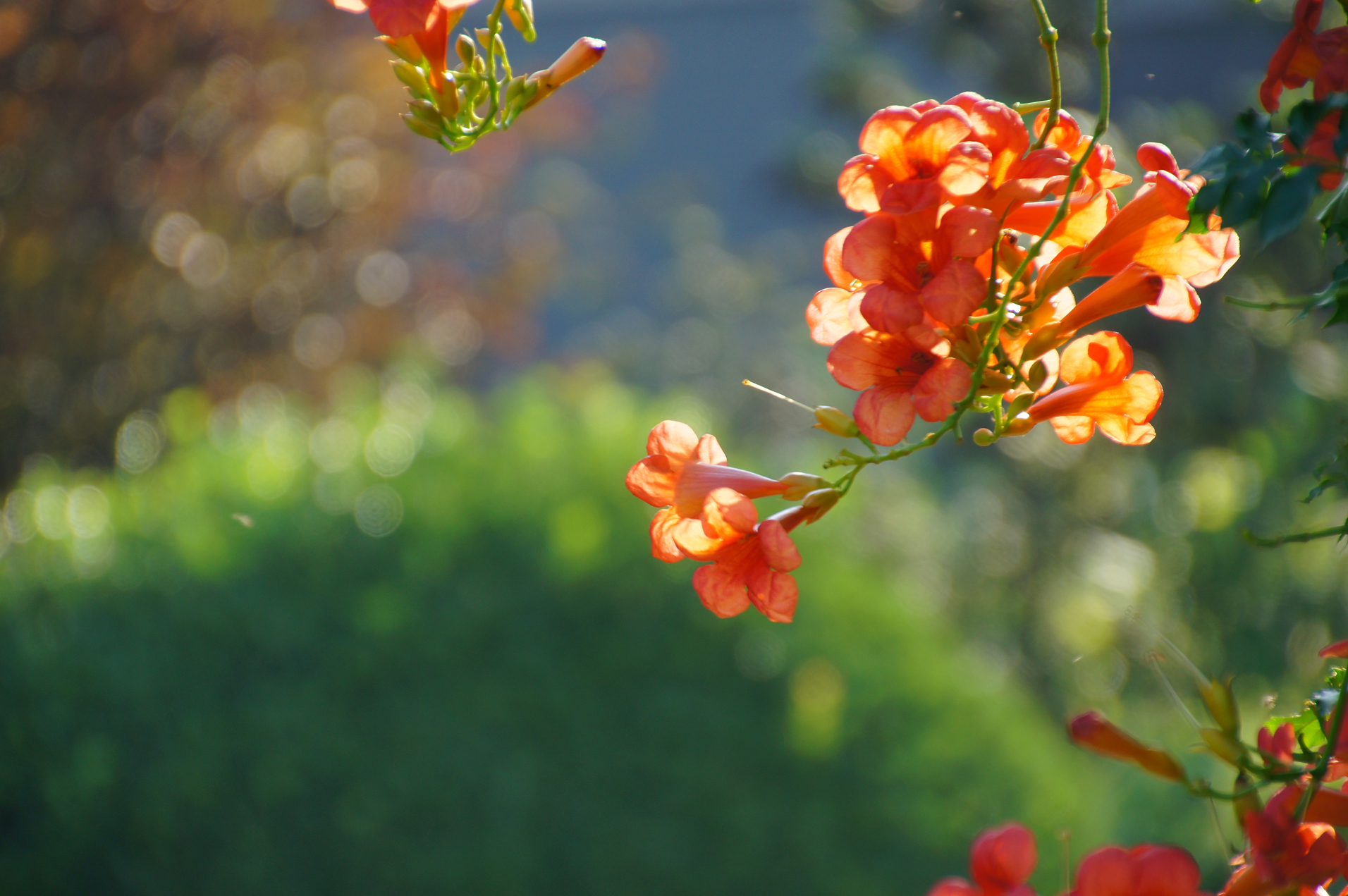 《阳光下盛开的凌霄花》