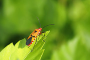 微距虫趣:行歇绿叶上的棉红蝽