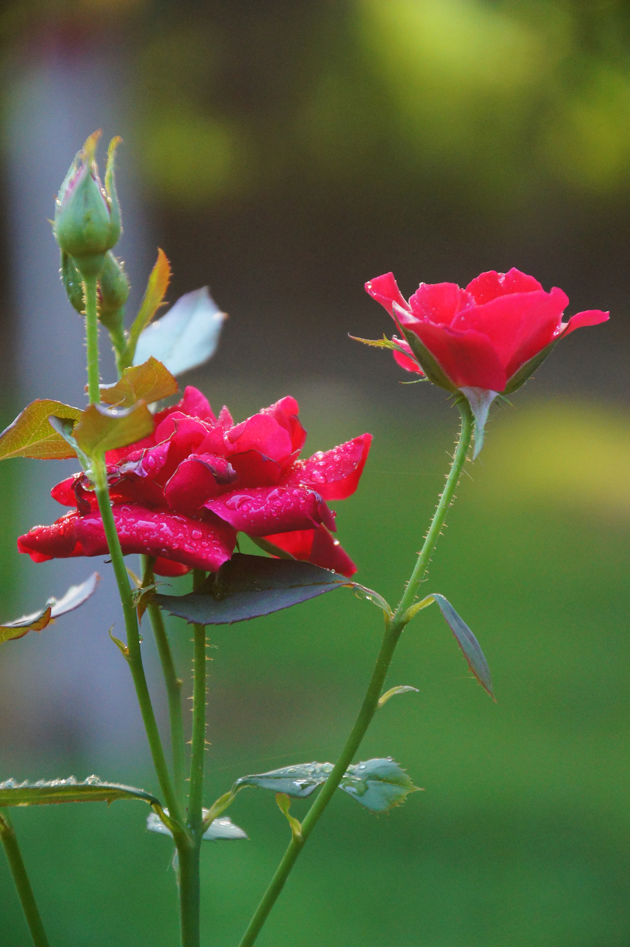 《雨露之润—月季花》