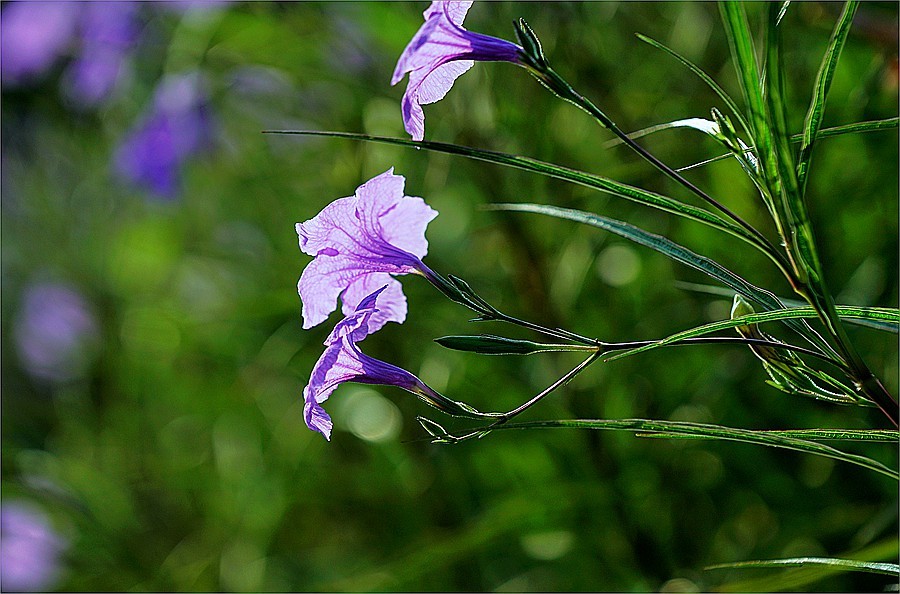 兰花草