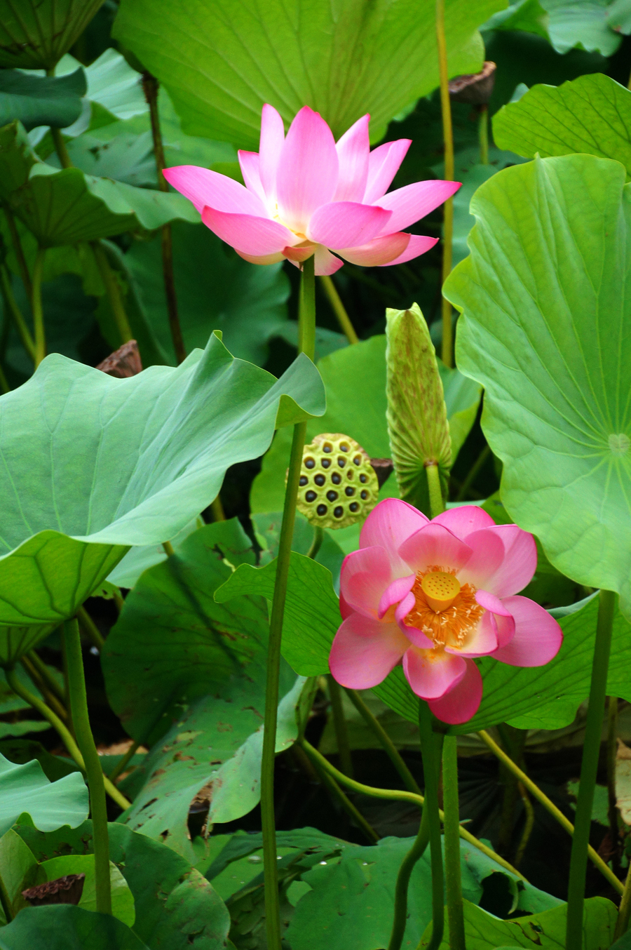 清水芙蓉花图片大全图片