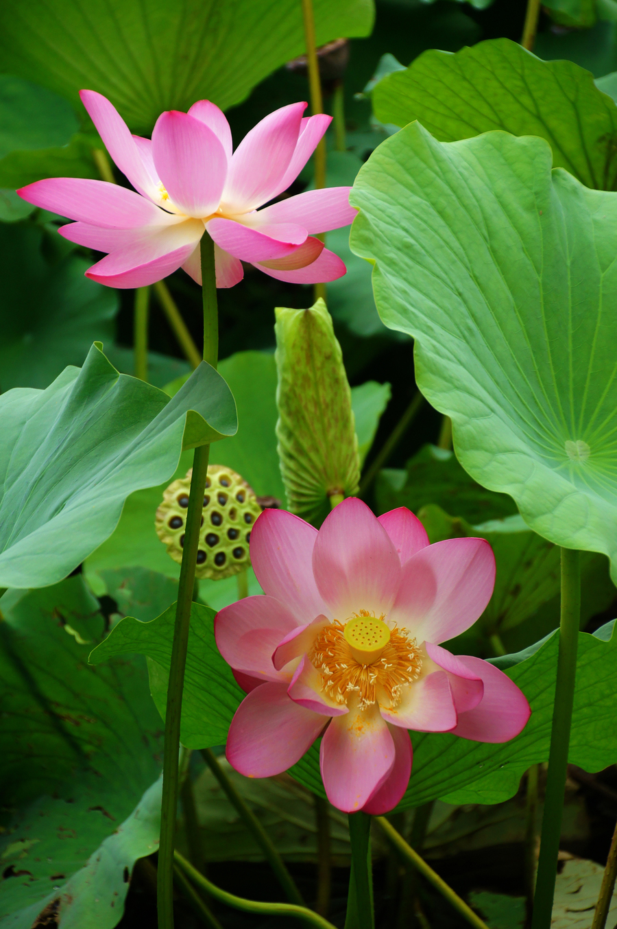 清水芙蓉花图片大全图片