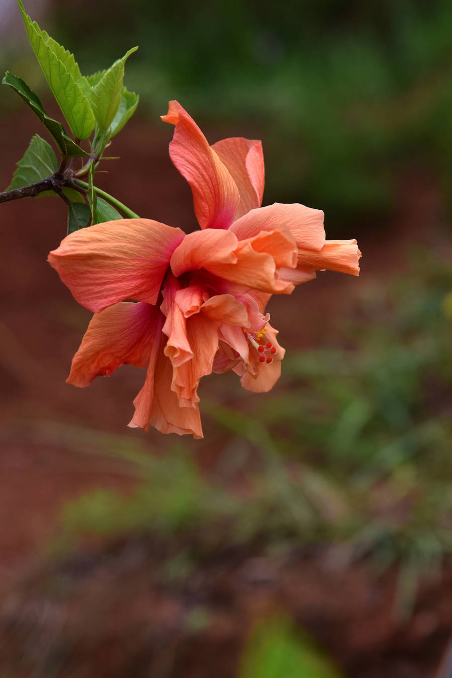 重瓣扶桑花(续)