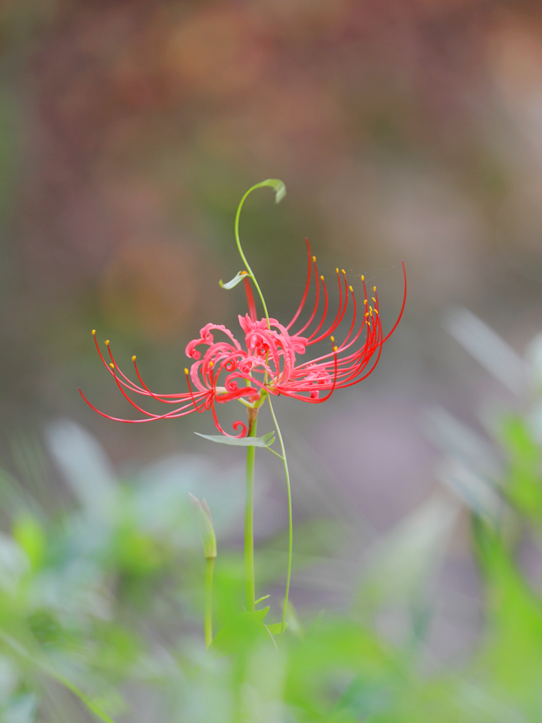 彼岸花精美图片(彼岸花图片 凄美)