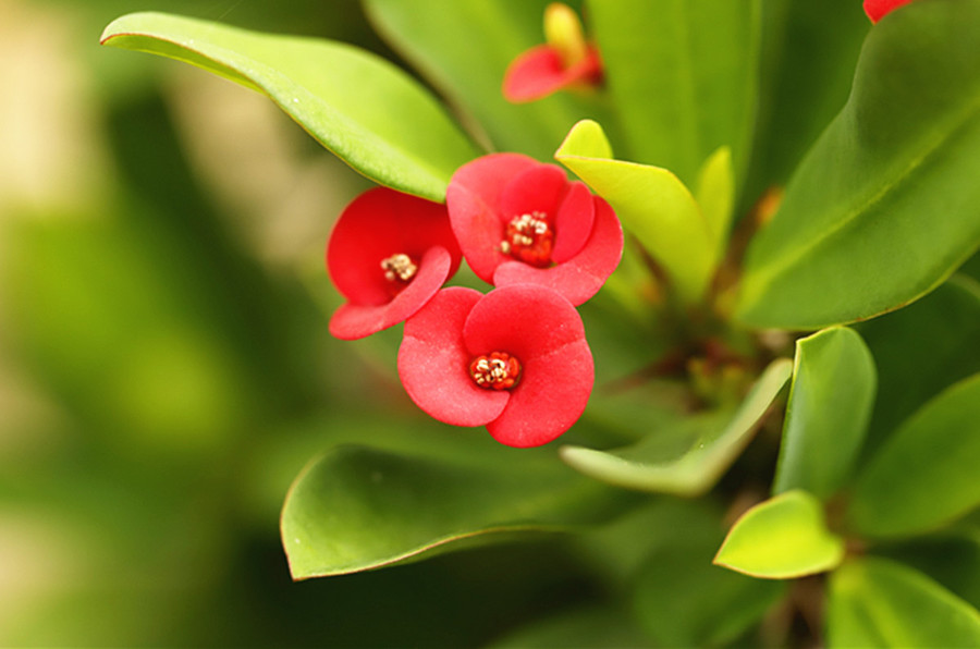 生态微距:红花朵朵虎刺梅