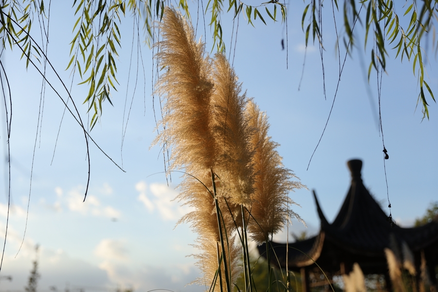 秋风吹芦花放