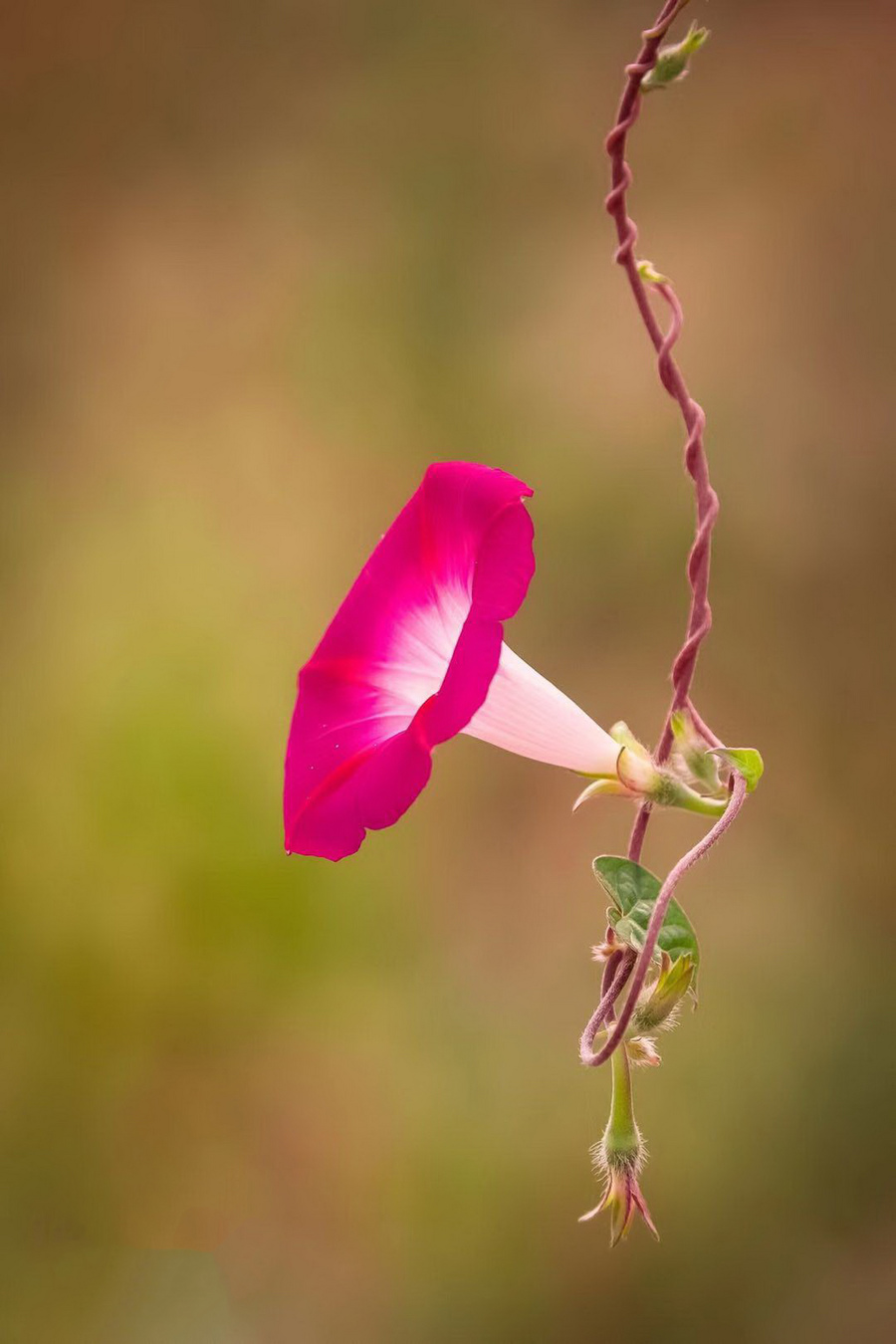 牵牛花