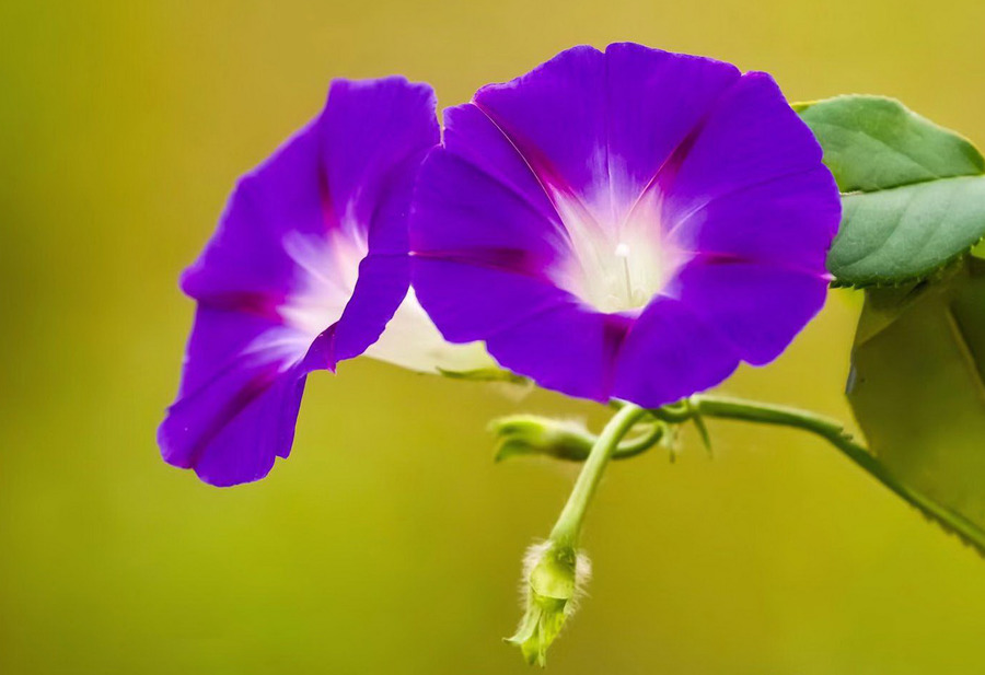 牵牛花图片(牵牛花图片真实)