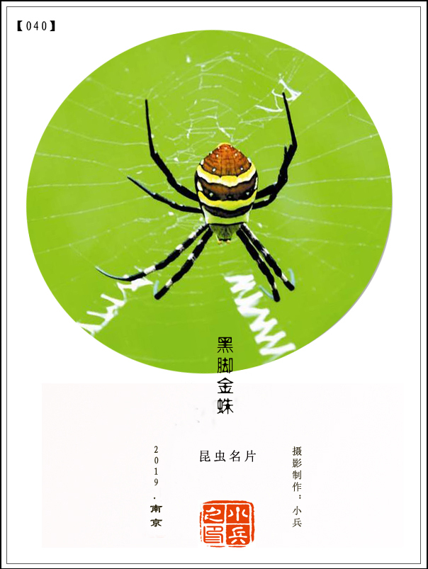 蜘蛛的昆虫名片图片