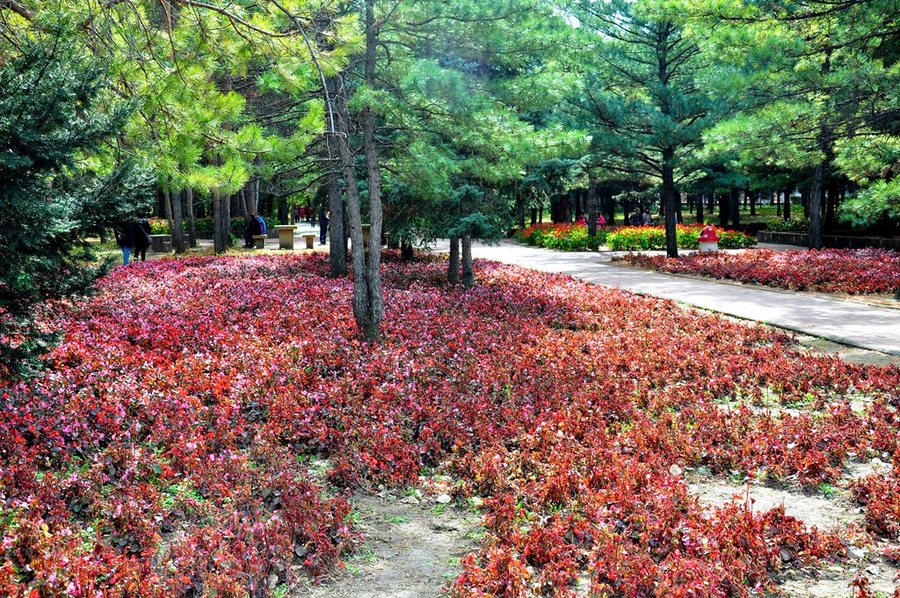 秋游森林植物园