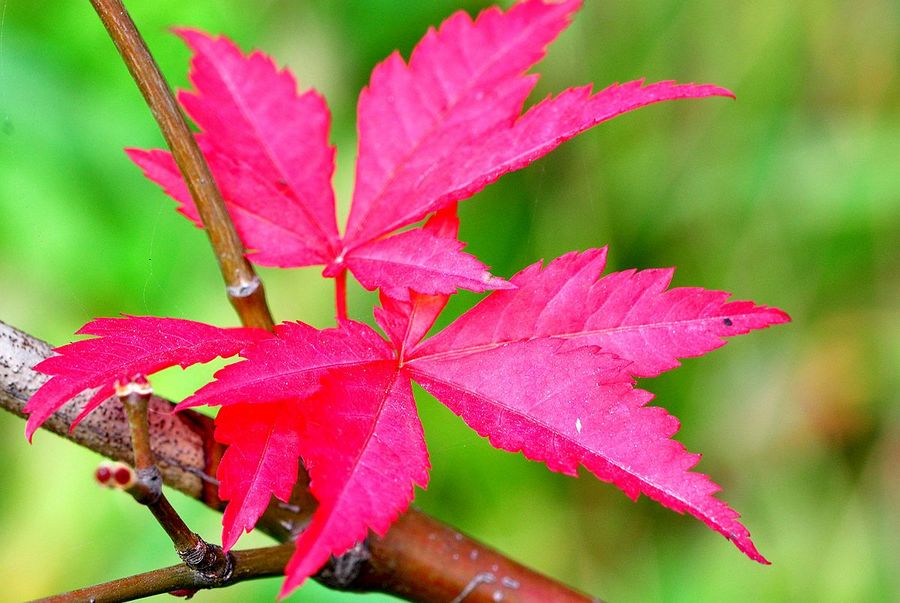 楓葉紅似二月花