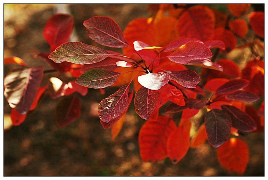 红叶树种类大全图片
