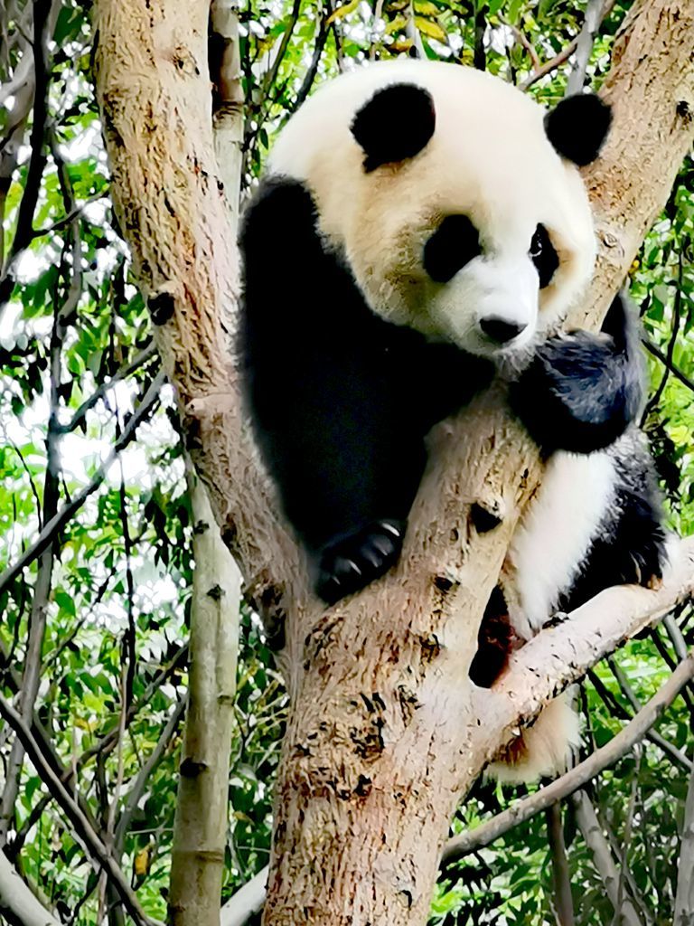 国宝大熊猫的样子图片