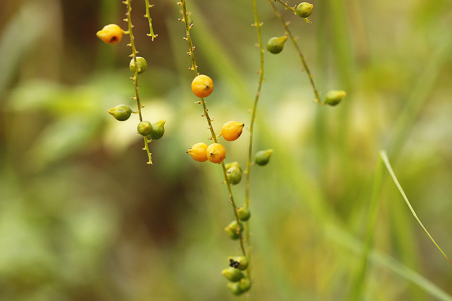 金露花果实图片