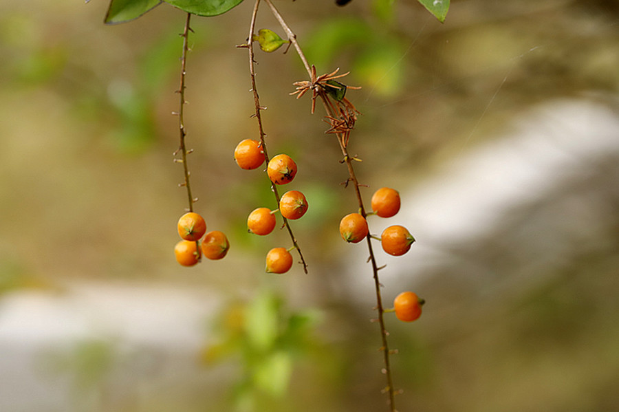 金露花果实图片