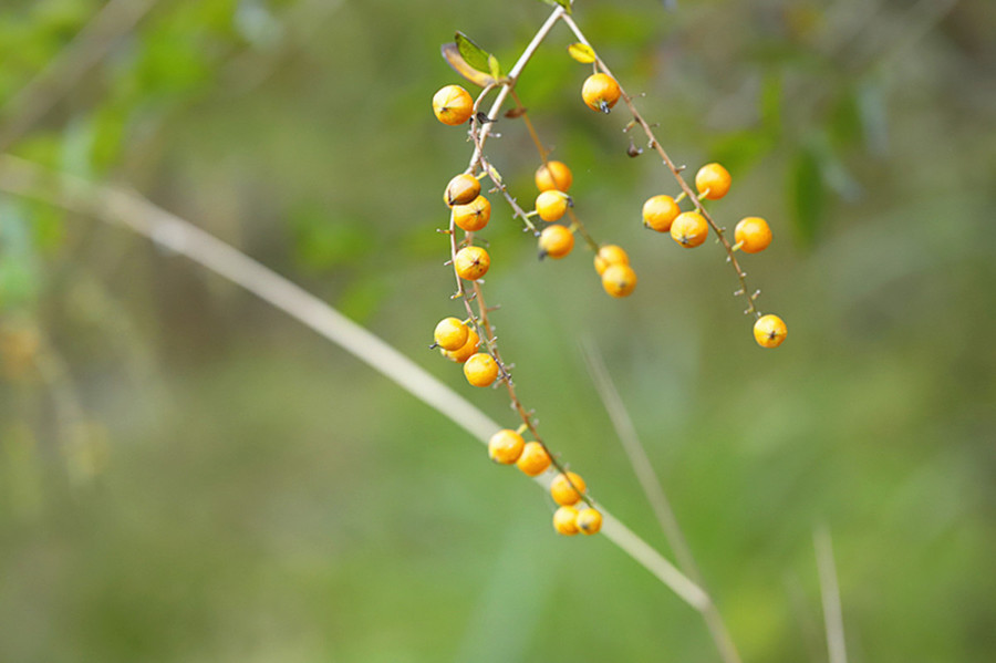 金露花果实图片