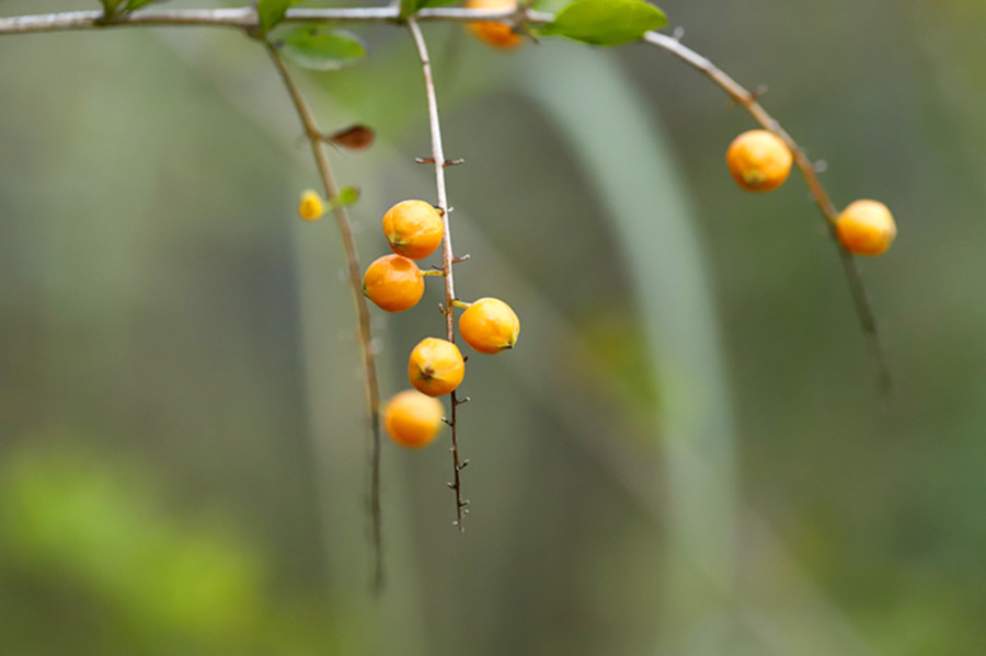 金露花果实图片