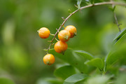 生态微距:金露花果实