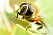 捕食昆虫的蜜蜂