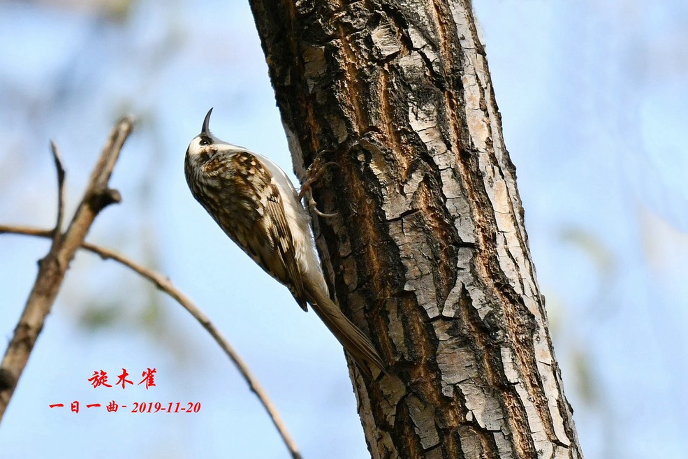 鸟旋木雀