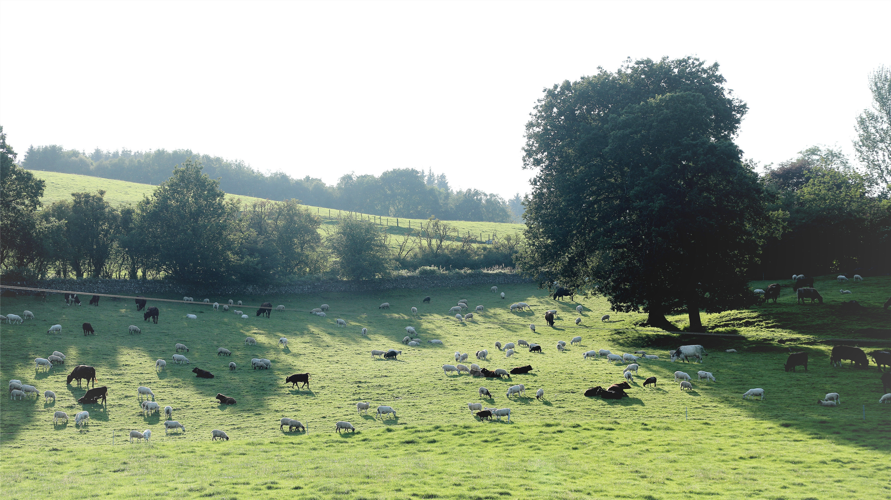 英国乡村:田园牧场