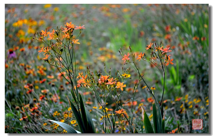 【公園裡的花花草草(一六三)攝影圖片】生態攝影_太