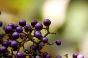 生态微距:冬天里顽强的野紫果