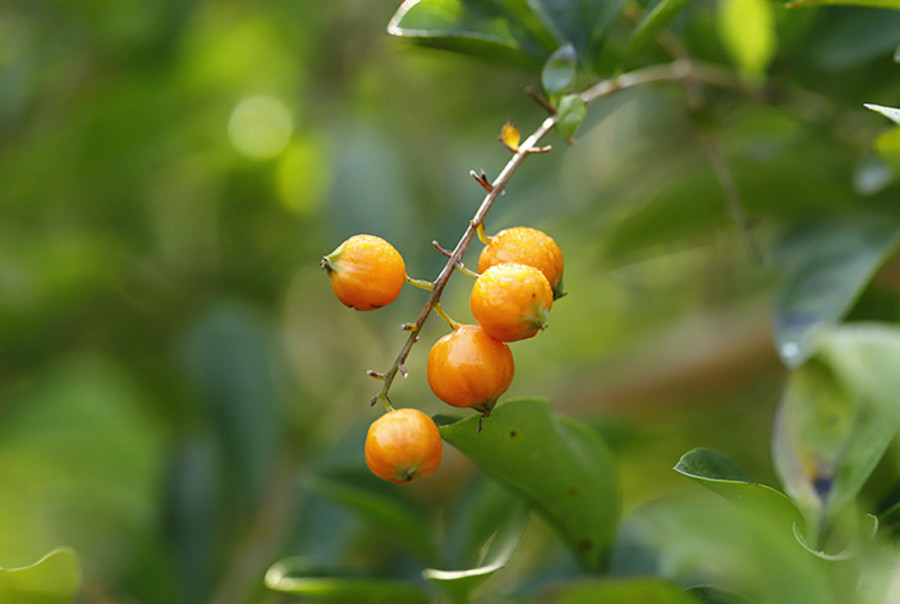 金露花果实图片