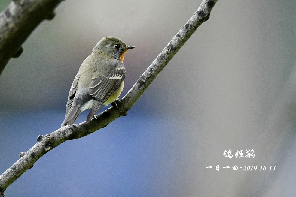 鿴