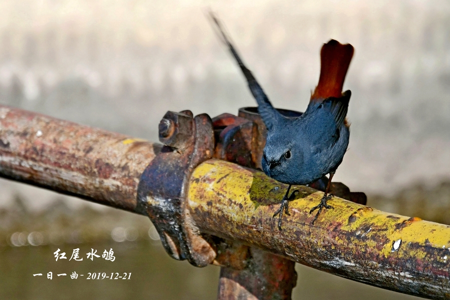 鸟——京城首拍【红尾水鸲】（雄鸟）