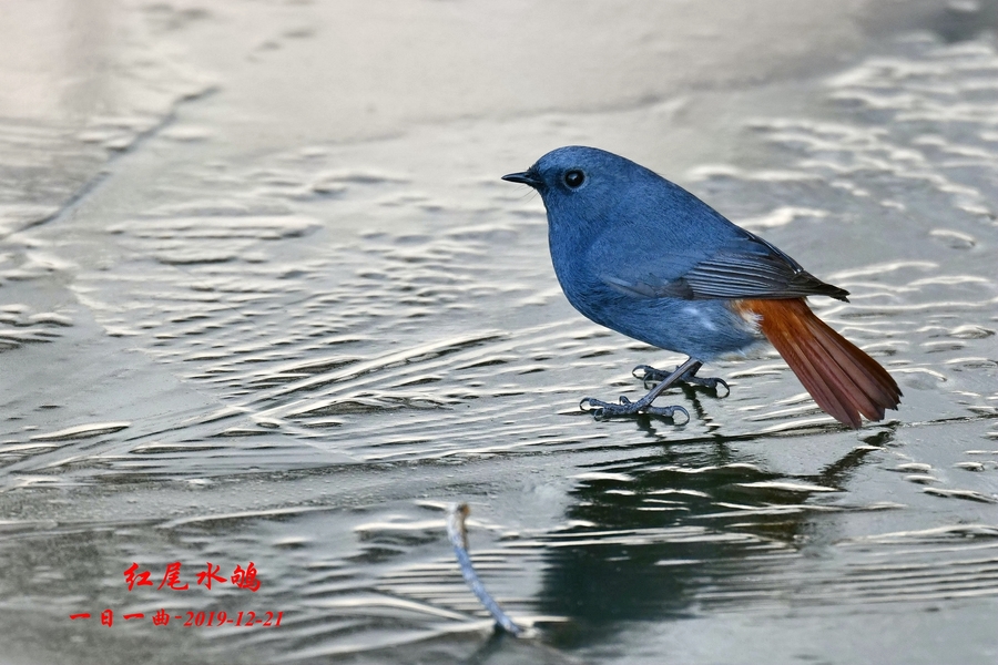 鸟——京城首拍【红尾水鸲】