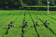 安化云台山风景区黑茶介绍