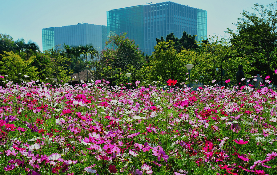 二沙岛宏城公园花海图片