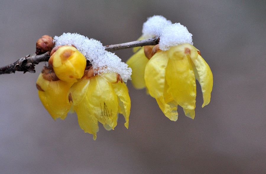 傲雪臘梅