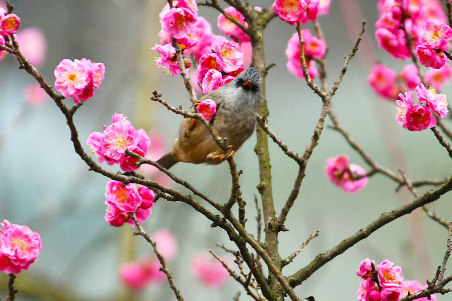 鳥之梅