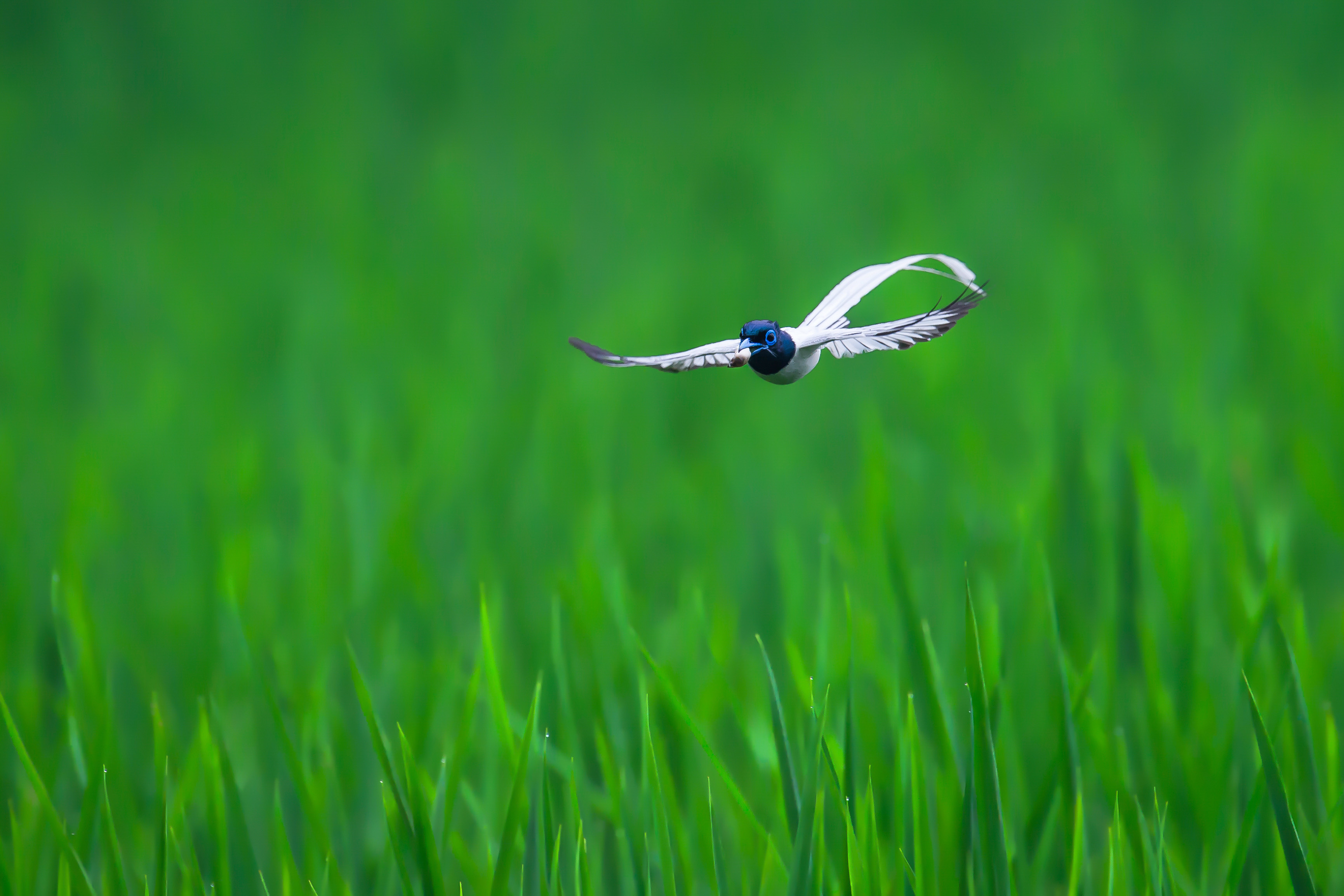 飞流直播融合多元文化内容涵盖游戏音乐生活全领域