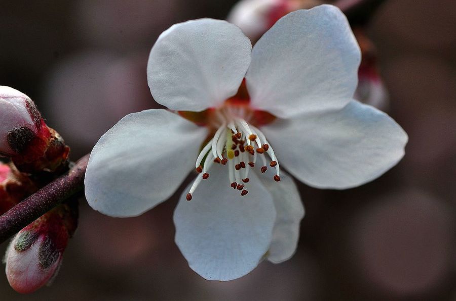 山桃花