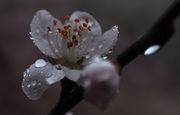 雨中桃花