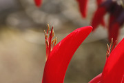 生态微距:红艳龙牙花