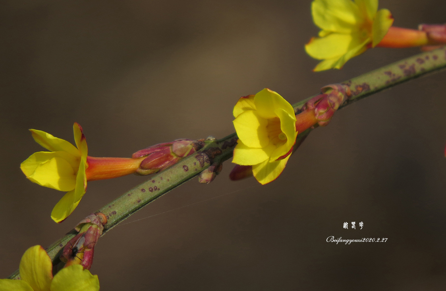 迎春花