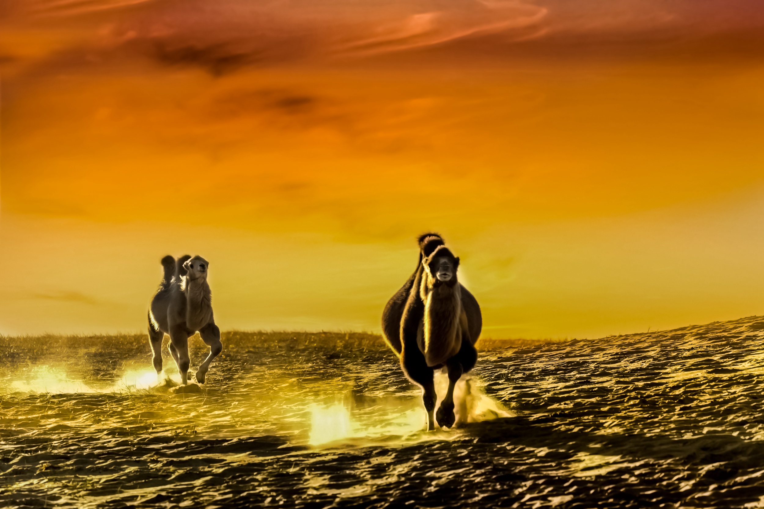 沙漠骆驼|摄影|人像摄影|建筑摄影师刘思盟_原创作品-站酷ZCOOL