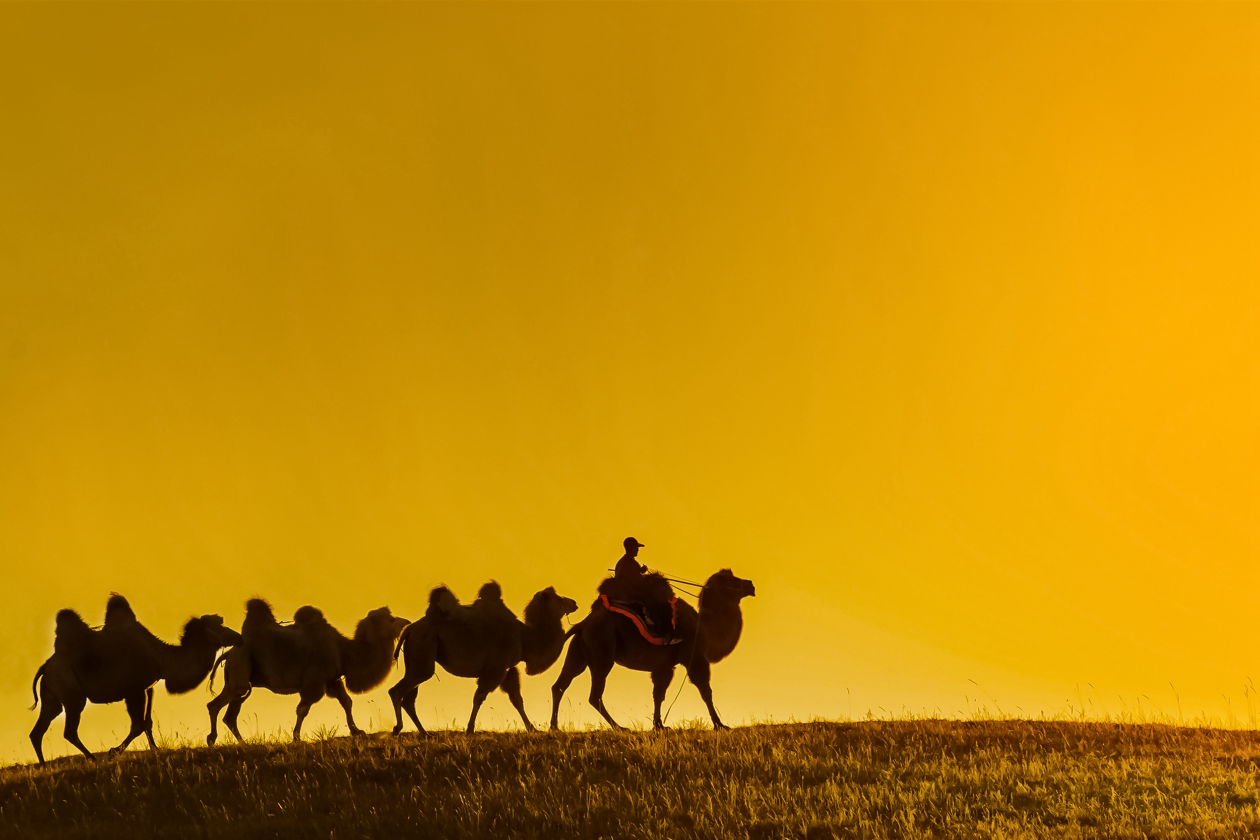 沙漠中行进的骆驼队伍高清图片下载-正版图片500481032-摄图网